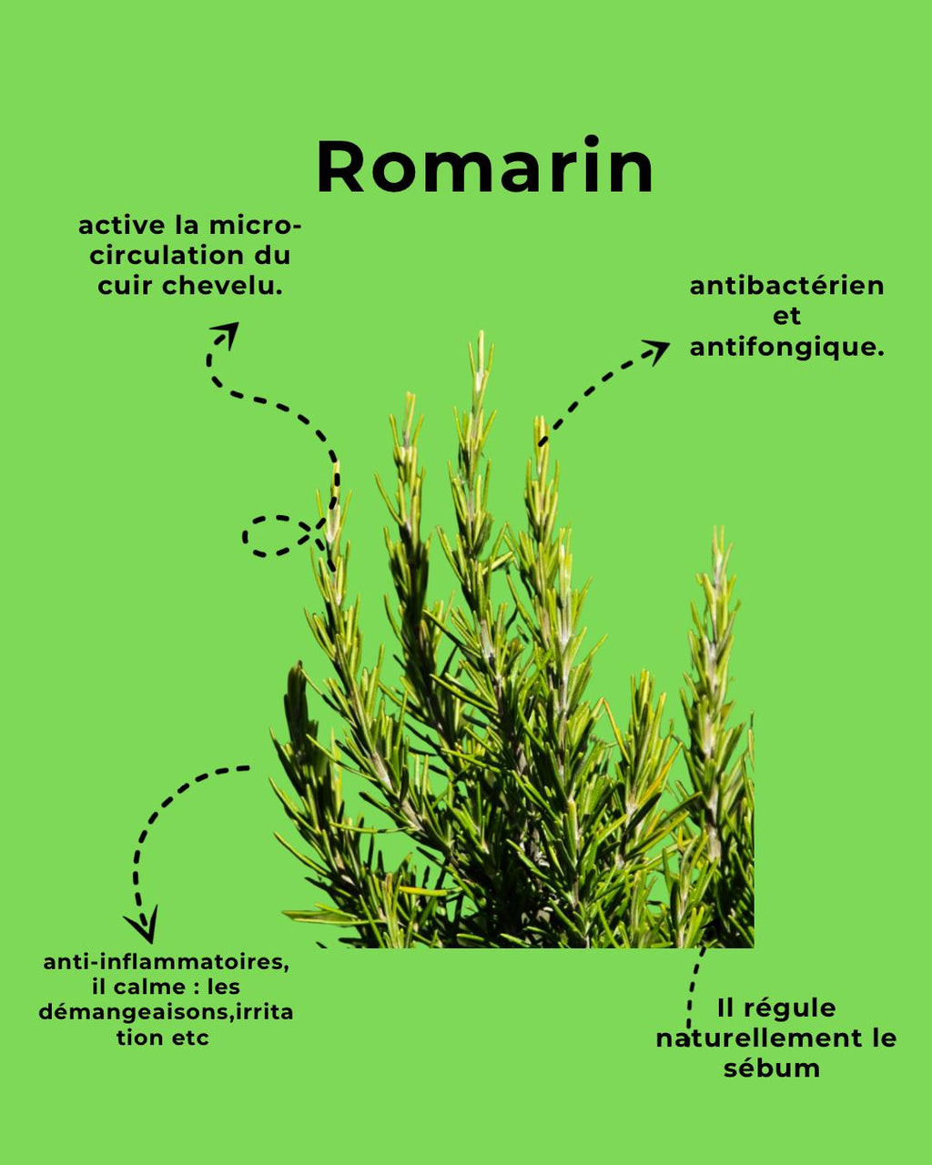 Renaissance Shampoo for balanced scalp and softness 450 ml